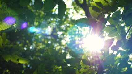 Looking up to a green tree foliage in summer forest. Beautiful sun rays shines through foliage. Camera pan movement with lens flare. POV bottom view.