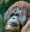 portrait of an orangutan monkey in nature