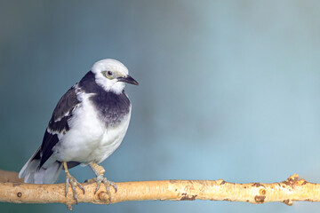 Wall Mural - portrait of various wild birds in nature