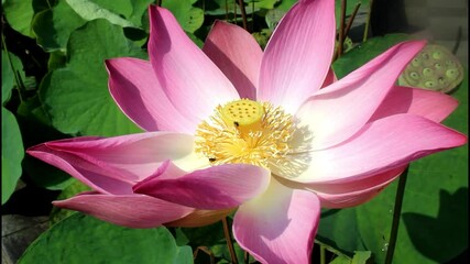 Wall Mural - Pink lotus flower in the garden. Beautiful Blooming Red Water Lily Lotus Flower With Green Leaves In The Pond. blooming red water lily lotus  