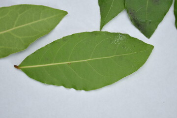 Wall Mural - Drying Bay Leaves – How To Do It