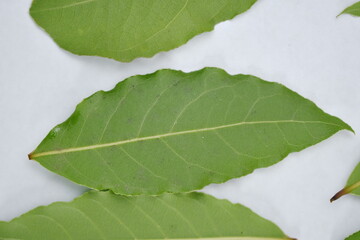 Wall Mural - Drying Bay Leaves – How To Do It