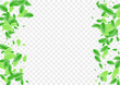 © Vlada Balabushka - Greenish Sheet Background Transparent Vector. Leaf Herbarium Design. Life Card. Light Green Motion Illustration. Vegetation Clear.