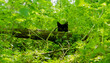 Czarny kot ukryty w zaroślach w lesie. 