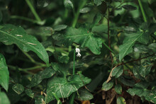Wild White Bellflowers Growing In Lush Green Undergrowth