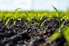 Growing Young Green Corn Seedling Sprouts In Cultivated Agricultural Farm Field, Shallow Depth Of Field. Agricultural Scene With Corn's Sprouts In Earth Closeup.