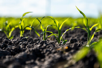 Wall Mural - Growing young green corn seedling sprouts in cultivated agricultural farm field, shallow depth of field. Agricultural scene with corn's sprouts in earth closeup.