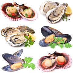 Canvas Print - Scallop oysters and mussels on white background