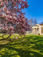 Germany, Baden-Wurttemberg, Stuttgart, Pink Blooming Magnolia Tree In Spring