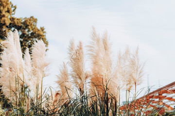 Pampas grass on light blue sky background