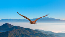 Red-tailed Hawk Flying Over The Blue Mountains With Sunset Sky
