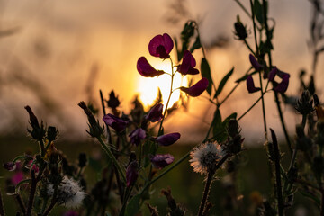 Wall Mural - flower blossoms in the field against warm sunset sky, close up