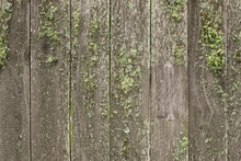 Wooden Fence Overgrown With Green Moss