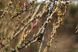 Fototapeta Dmuchawce - Flowering larch, buds and cones on bare branches. Close-up. Selective focus.