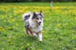 Blue Merle Shetland sheepdog sheltie running in a park.