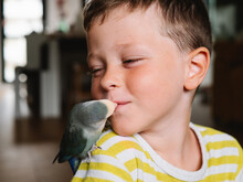 Gentle Boy Kissing Beak Of Domestic Parrot