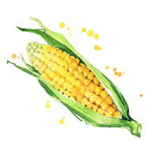 Juicy Ear Of Corn Watercolor Ilustration