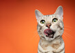 head portrait of a hungry green eyed silver tabby bengal cat licking lips on orange background with copy space