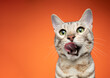 © FurryFritz - head portrait of a hungry green eyed silver tabby bengal cat licking lips on orange background with copy space