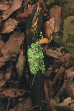 Dry Tree Branch With Lichen On Dry Fallen Leaves