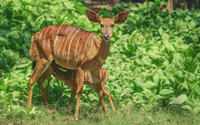 Female Nyala Antelope (Tragelaphus Angasii) With Young Lamb