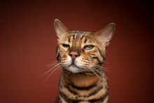 Brown Spotted Bengal Cat With Green Eyes Looking At Camera Suspiciously  On Brown Background With Copy Space