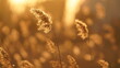 © Bo - The beautiful and soft reeds view with the warm sunset sunlight in the windy day