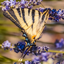 Macro Of A Beautiful Scarce Swallowtail Butterfly, Iphiclides Podalirius, On A Flower