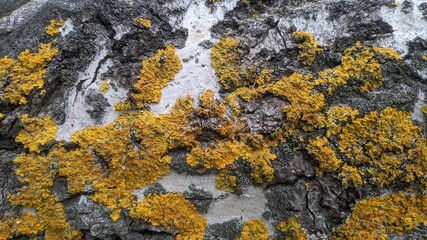 Wall Mural - Birch texture covered with yellow moss