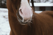 Pet Horse In Cold Winter Weather Closeup With Pink Nose On White Blaze Face.