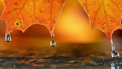 Wall Mural - Super slow motion of autumn maple leaf with dripping drops into water. Filmed on high speed cinema camera, 1000 fps.