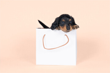 Wall Mural - One bi-colored and blonde longhaired  Dachshund dog pup in a shoppingbag isolated on a beige background