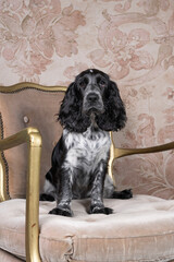 Wall Mural - Full body portrait of a cute English cocker spaniel sitting in a chair looking at the camera