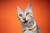 Fototapeta Zwierzęta - bengal cat looking shocked or surprised on orange background
