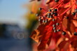 Jesień, kolory jesieni, jesiennie, czerwone dzikie wino. Colours of autumn, woodbine.