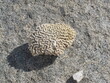 Coral white fossil over a gray rock. Natural sinuous patterns. Unfocused background. Stoney bay, Virgin Gorda, British Virgin Islands, Carribean