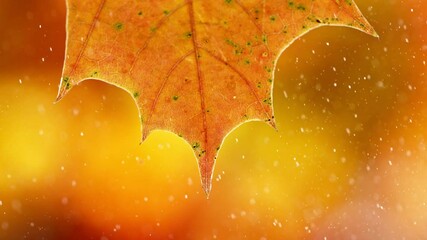 Wall Mural - Super slow motion of autumn maple leaf with rain and water drops. Filmed on high speed cinema camera, 1000 fps.