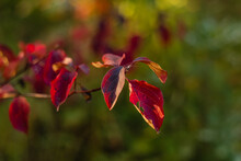 Bright Red Leaves On A Tree Branch On A Blurred Background. Autumn Leaves In The Autumn Forest In Sunny Weather.