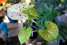 Caladium Is One Of The Most Well Known Plant In Asia, Which Have Beautiful Leaves, Best In The Pot For Garden Decoration.