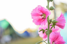 Flowers Holly Hock (Hollyhock) Pink Flower In The Garden