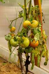 garden plant tomato on a branch with green fruits