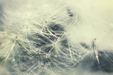 Wall Mural - dandelion seeds with drops of water on a blue background close-up
