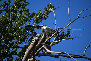 Wall Mural - mature american bald eagle perched on a bare branch in a tree with bright blue sky in the background