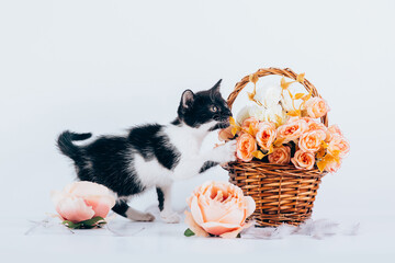 Wall Mural - Beautiful European cats relaxing at home. 