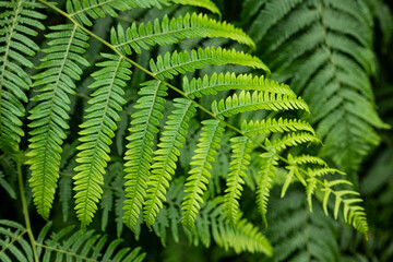 Wall Mural - Close up of common lady fern (Athyrium filix-femina, also know as common forest fern). Abstract natural pattern, useful as a green background for themes related to nature and sustainability.
