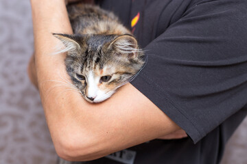 Wall Mural - A cute little kitten is lying in the arms of a man. He has a funny half-black, half-gray nose. It is tricolor. Close up.