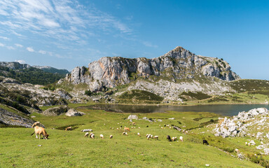 Wall Mural - The Ercina lake, one of the group known as Lakes of Covadonga, in the Picos de Europa National Park (northern Spain)