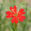 Closeup of a pretty little red Planks catchfly flower