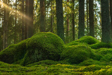 Old Elvish Forest With Green Moss Covering The Forest Floor And Sun Rays Shining Through The Branches