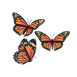 Monarch Butterfly, Butterfly Icon, Butterfly Set, Butterfly Vector, Wildlife Animals, Vector Illustration Background